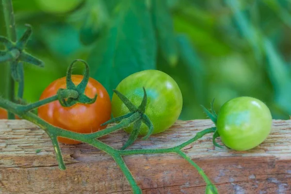 Bush Läckra Färgglada Sommar Bio Tomater Trädgård Växthus Utsökt Färska — Stockfoto