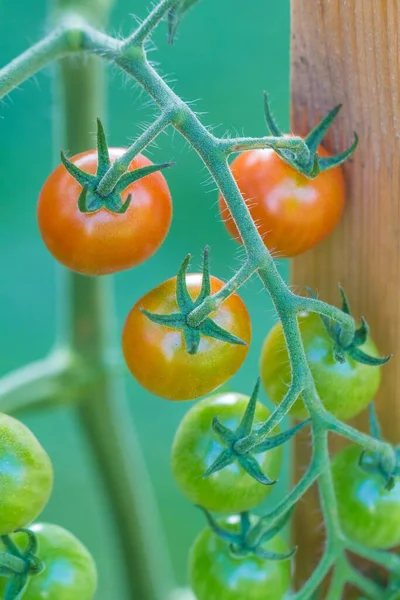 Буша Вкусных Цветных Летних Помидоров Теплице Вкусные Свежие Сочные Овощи — стоковое фото
