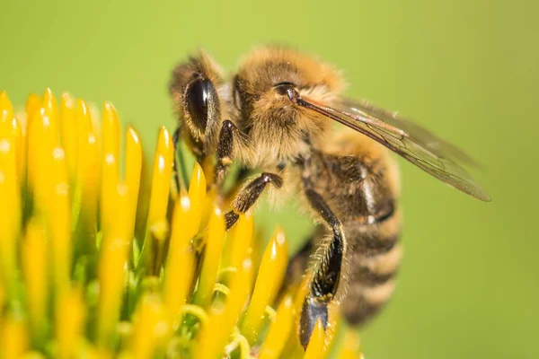 Schöne Honigbienen Nahaufnahmen Auf Blüten Sammeln Nektar Und Pollen Tiersitze Stockbild