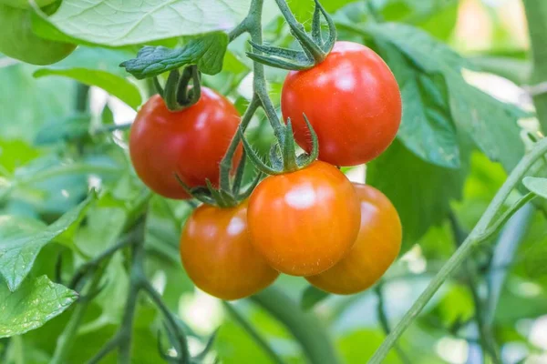 Bush Sabrosos Coloridos Tomates Bio Verano Invernadero Jardín Deliciosas Verduras — Foto de Stock