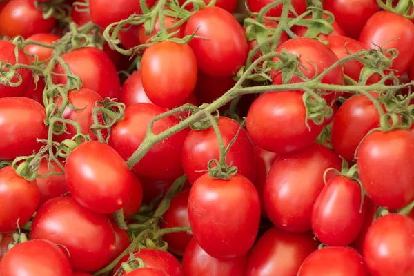 Ett Gäng Mogna Röda Bio Cocktailtomater Ovanifrån Grupp Ekologisk Natur — Stockfoto