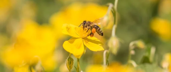 Honey Bee Garden Flight Pollinating Flower Collecting Pollen Closeup Insect — Stock Photo, Image