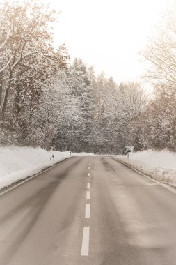 Orman ağaçları güneşli kış yol harika beyaz kar ile kaplı