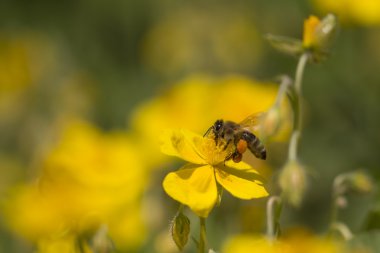 Bal arısı bir çiçek pollinating uçan ve toplama