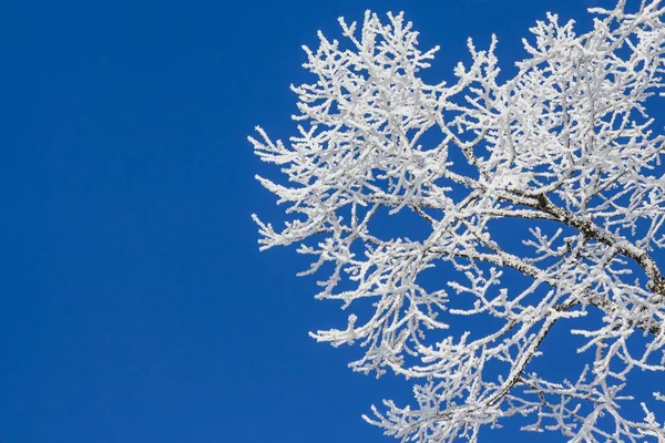 Snowy ice on tree in winter wonderland with blue sky — Stock Photo, Image