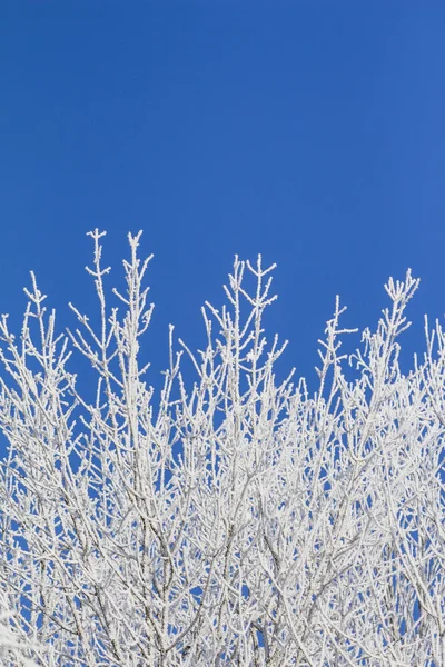 White winter wonderland with blue sky and many vertical branches — Stock Photo, Image