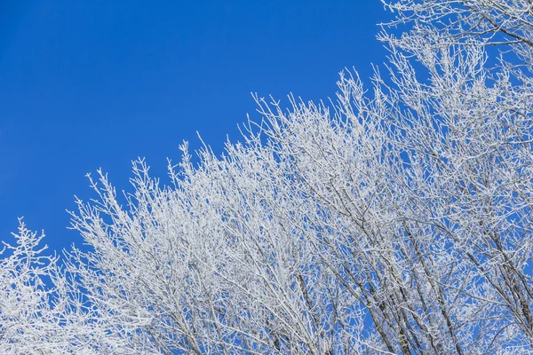 White winter wonderland with blue sky and right tree row — Stock Photo, Image