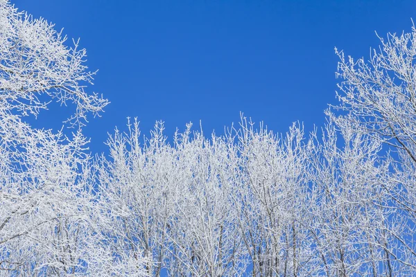 White winter wonderland with blue sky and frame of trees — Stock Photo, Image