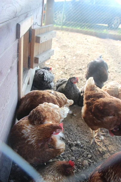 Gårdshönor Gården Selektivt Fokus Antibiotika Och Hormonfritt Jordbruk Naturligt Jordbruk — Stockfoto