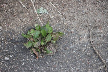 Asfalttan geçen yeşil bir bitki. Motivasyon kavramı