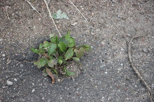 Asfalttan geçen yeşil bir bitki. Motivasyon kavramı