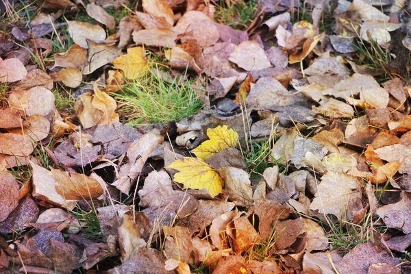 Kleurrijke Herfstbladeren Grond Seizoensconcept — Stockfoto