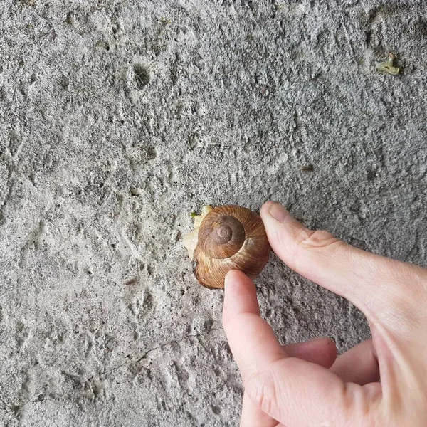 Ragazzo Adolescente Mano Tenendo Una Piccola Lumaca — Foto Stock