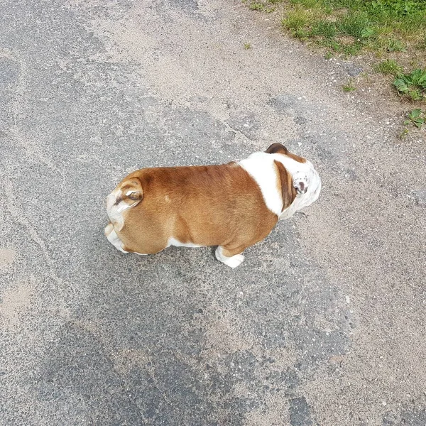 Inglês Bulldog Cabeça Tiro Com Fundo Natural — Fotografia de Stock