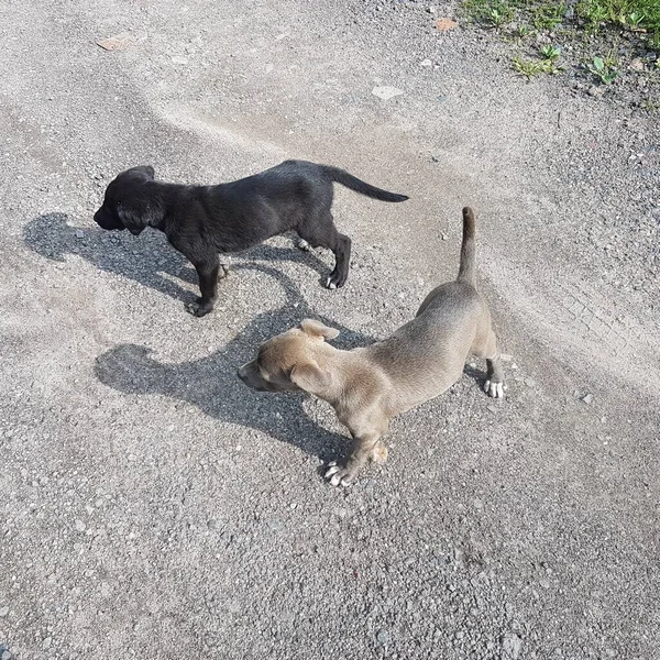 Little Boxer Dog Cão Labrador Correndo Juntos — Fotografia de Stock