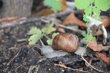 Helix pomatia ayrıca Romalı salyangoz, Burgundy salyangoz, yenilebilir salyangoz ya da salyangoz parası.