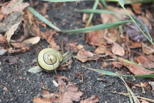 地上挂着一只黄黑相间条纹的蜗牛 — 图库照片