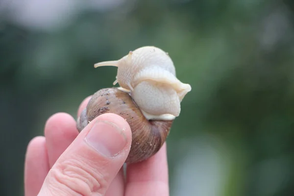 Tenuta Mano Lumaca Vigneto Sfondo Verde Persona Tiene Lumaca Mano — Foto Stock