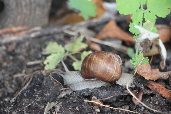 Helix Pomatia Auch Römerschnecke Burgunderschnecke Essbare Schnecke Oder Escargot Mones — Stockfoto