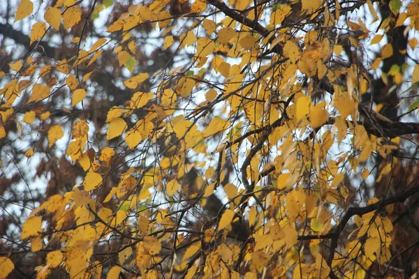 햇빛을 노란색 가지들 — 스톡 사진