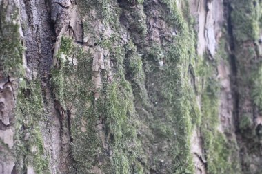 Yeşil yosunlu ağaç kabuğu dokusu.