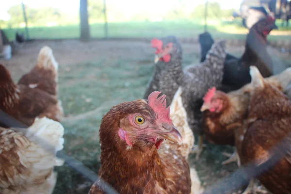Galinhas Uma Fazenda Livre Estas Galinhas Põem Ovos Orgânicos Primeira — Fotografia de Stock