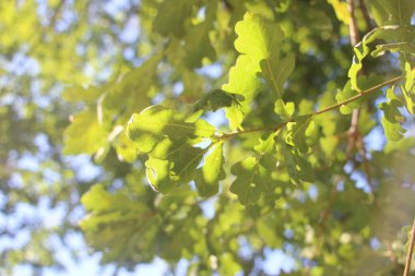 Parlak güneş ve mavi gökyüzünün altında yeşil ağaç yaprakları.