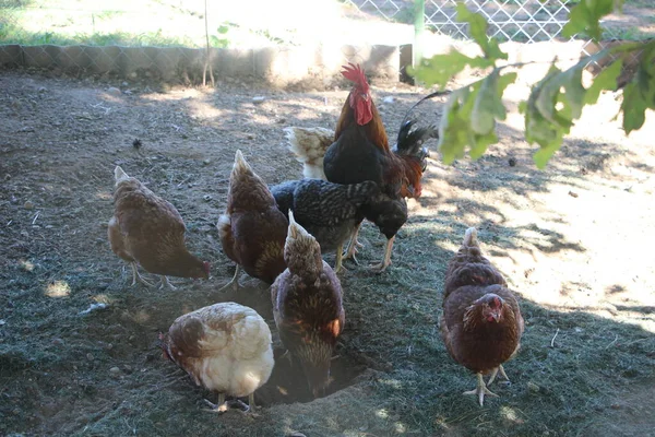 Coq Poule Dans Cour Ferme Concentration Sélective — Photo