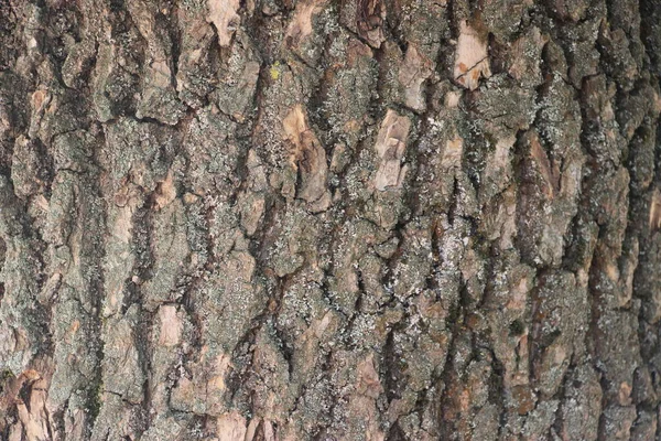 Φόντο Υφής Ξύλου Από Φλοιό Δέντρου Φυσική Έννοια — Φωτογραφία Αρχείου