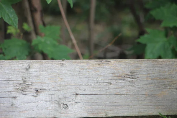 Weathered Old Wooden Fence Greenery Leaves Selective Focus — Stock Photo, Image