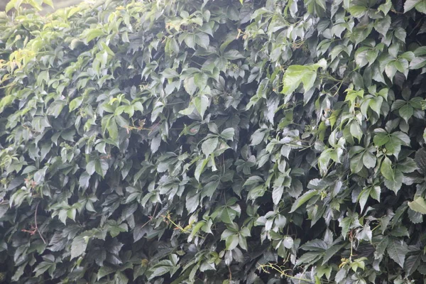 Révovník Mnoha Krásnými Jasně Zelenými Listy Visícími Venkovního Baldachýnu Pavilon — Stock fotografie