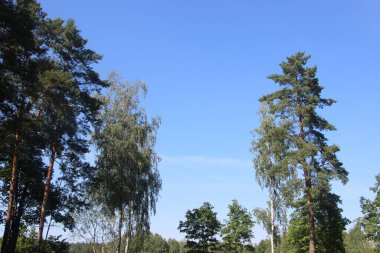 Yeşil ağaçlar orman mavisi gökyüzünün tepesinde. Avrupa yaz doğası geçmişi