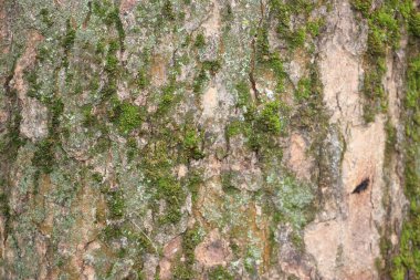 Yeşil yosun desenli ağaç kabuğu..