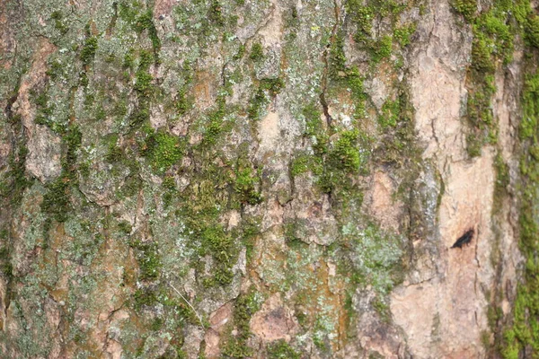 Yeşil yosun desenli ağaç kabuğu..