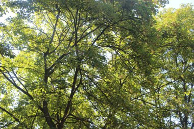 Güneş ışığında parlayan yeşil yapraklı ağaç. Yaz doğası