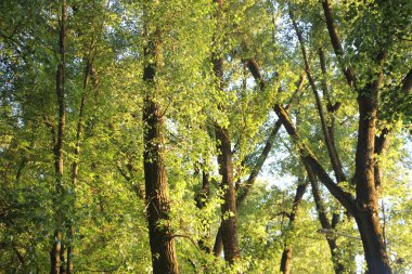 Güneş ışığıyla yaz ormanı