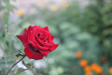 Yeşil yaz bahçesinde açan kırmızı gül..