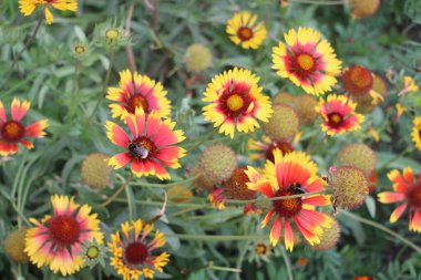 Bal arısı nektar topluyor ve genç bir sonbahar güneşinin üzerine polen yayıyor..