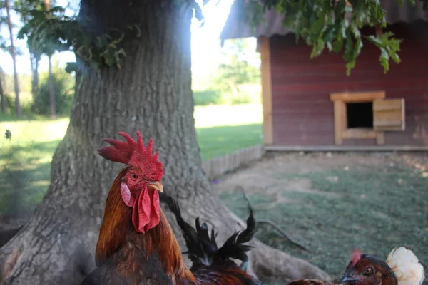 Kümeste Tavuk Horoz Biyolojik Çiftlikte Tavuklar Güneşli Bir Günde Çiftlikte — Stok fotoğraf