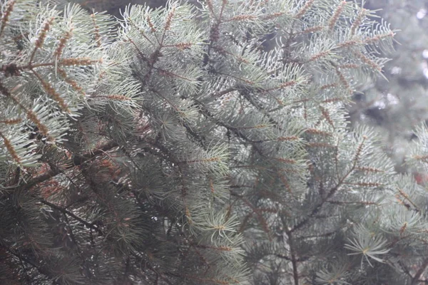 Modré Smrkové Větve Vědeckým Názvem Picea Pungens Druh Jedle Vánoční — Stock fotografie