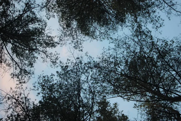 Alberi Pino Sotto Cielo Azzurro Sole Vista Basso Concetto Natura — Foto Stock