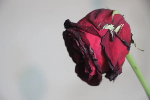 Fading rose flowers background. Falling petals. Funeral flowers mourning card life death grief concept.