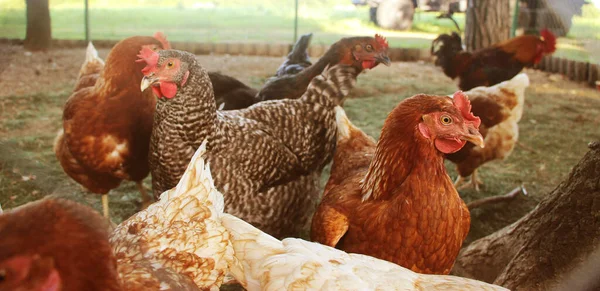 無料の範囲の農場で鶏 この鶏は最初の高品質の有機卵を産む — ストック写真