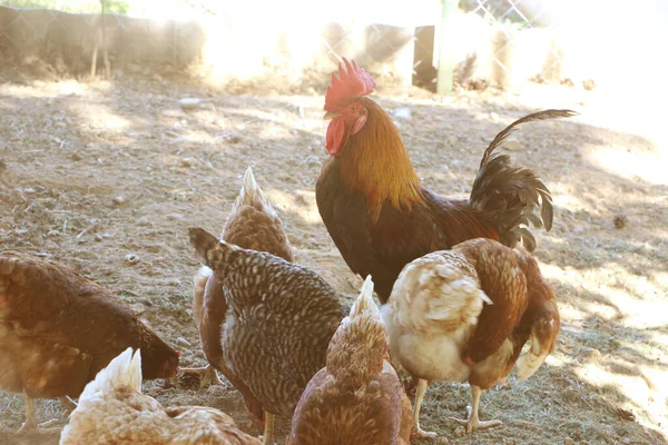 Coq Poule Dans Cour Ferme Concentration Sélective — Photo