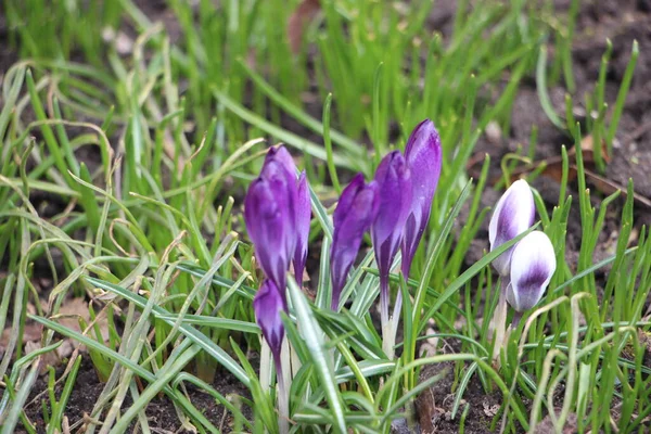 Lila Krokus Blommor Snö Vaknar Våren Till Varma Guldstrålar Solljus — Stockfoto