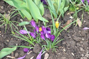 Mor kır çiçekleri karda, ilkbaharda güneş ışığının ılık altın ışıklarına uyanır.