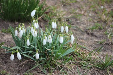 Kar damlası bahar çiçekleri. İlkbahar sembollerinden biri olan narin kar damlası bize kışın gittiğini ve baharın geldiğini söylüyor..