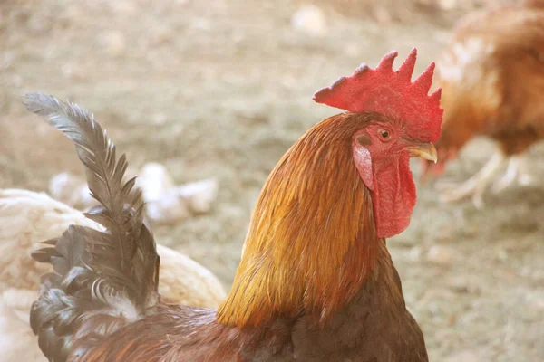 Colorful Rooster Fighting Cock Farm — Stock Photo, Image