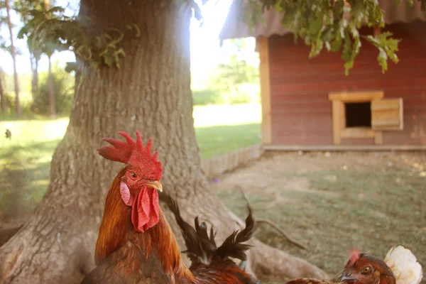 Kümeste Tavuk Horoz Biyolojik Çiftlikte Tavuklar Güneşli Bir Günde Çiftlikte — Stok fotoğraf
