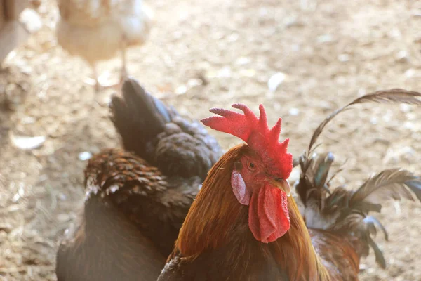 Coq Poule Dans Cour Ferme Concentration Sélective — Photo